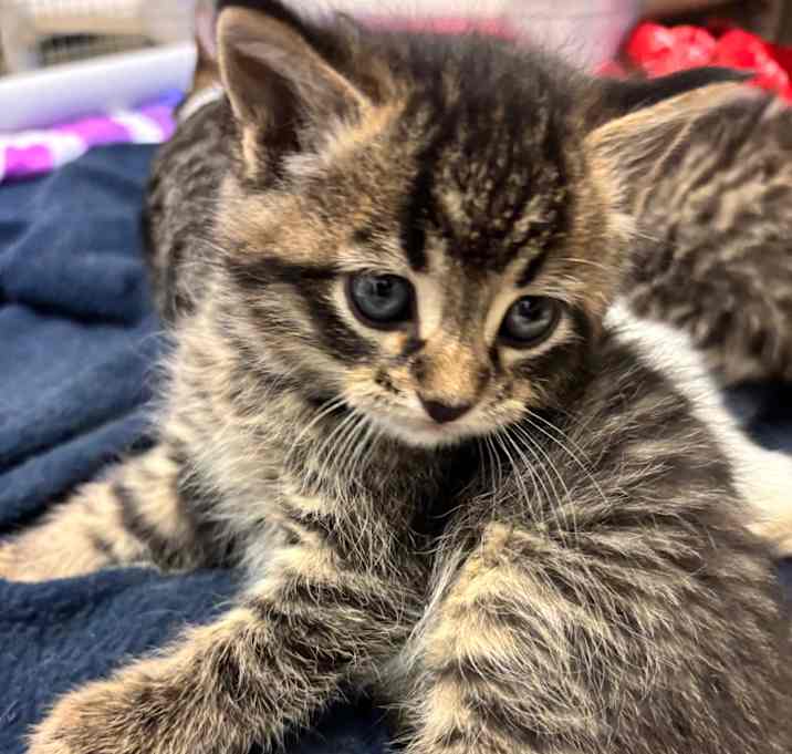 Photo of Cadbury (dark grey)(Blue)