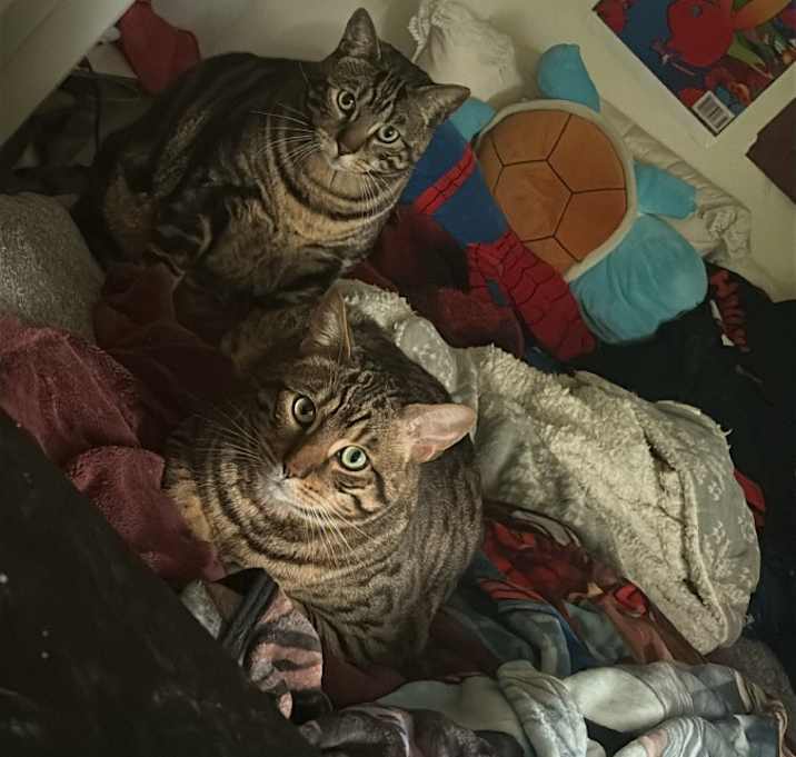 Photo of Taco and Spiderman