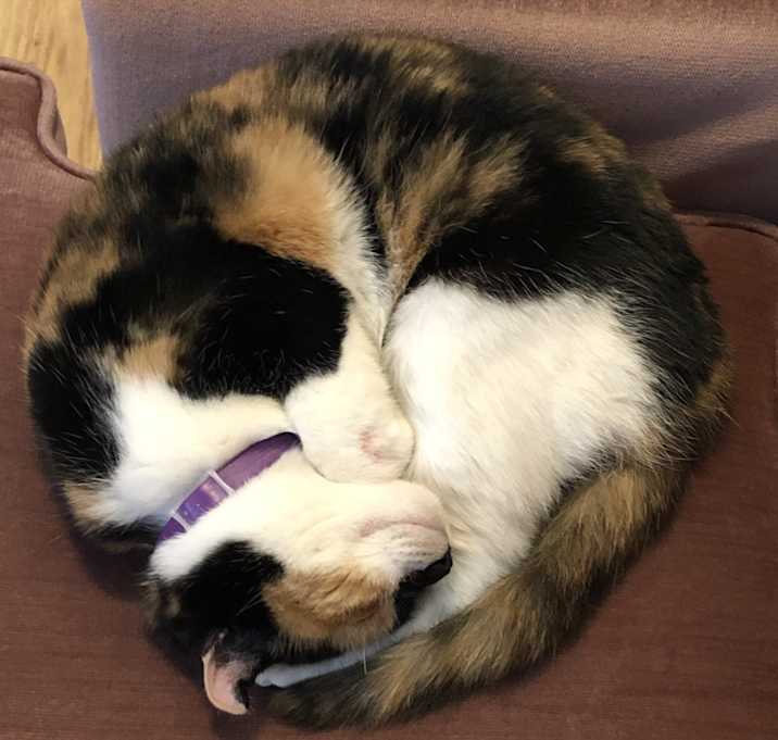 Photo of Sushi