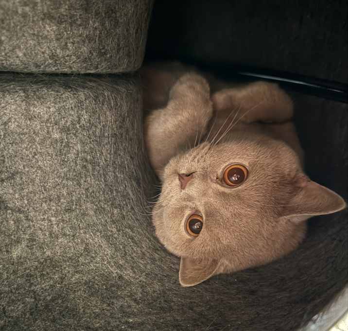 Photo of Milo