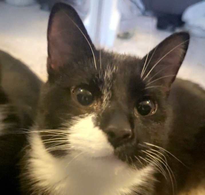 Photo of Sven