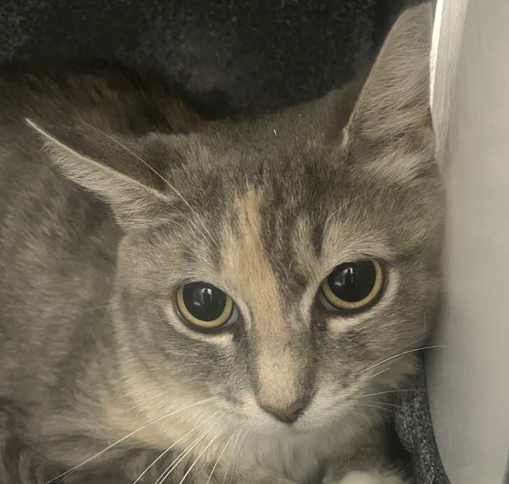 Photo of Nimbus