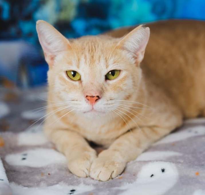 Photo of Cheerio