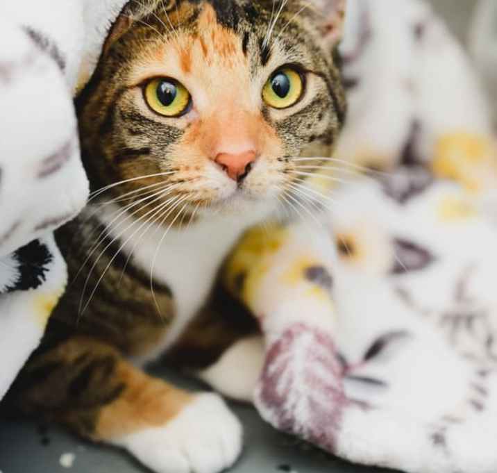 Photo of Tiramisu