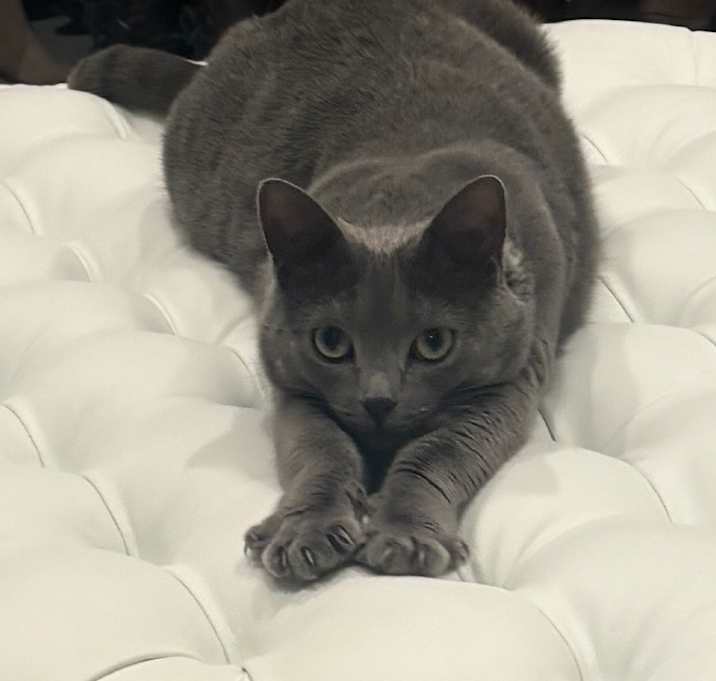 Photo of Lulu