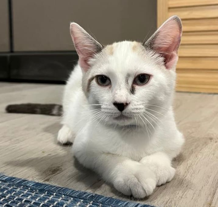 Photo of Apollo