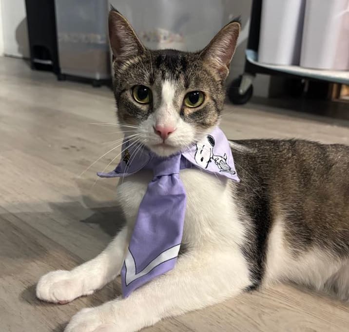 Photo of Tako