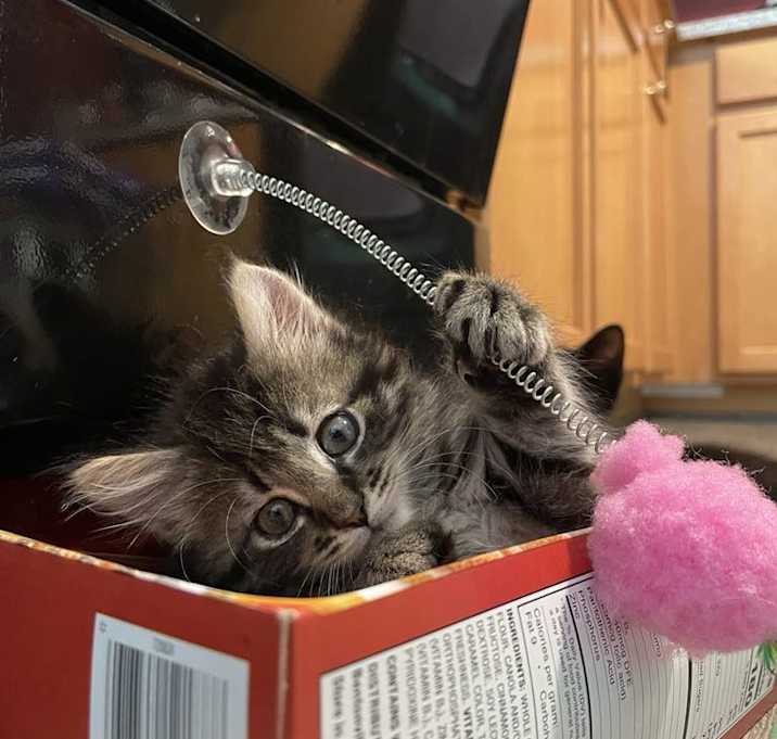 Photo of Mischief