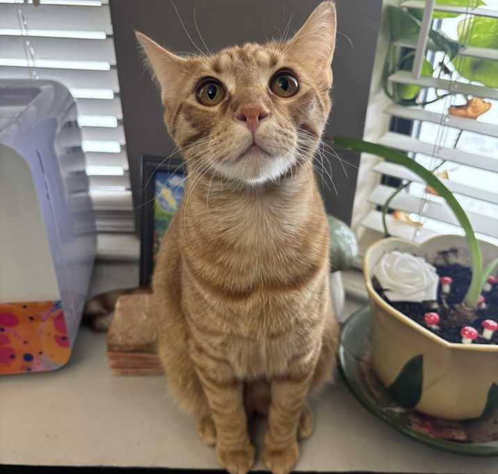 Photo of Fang