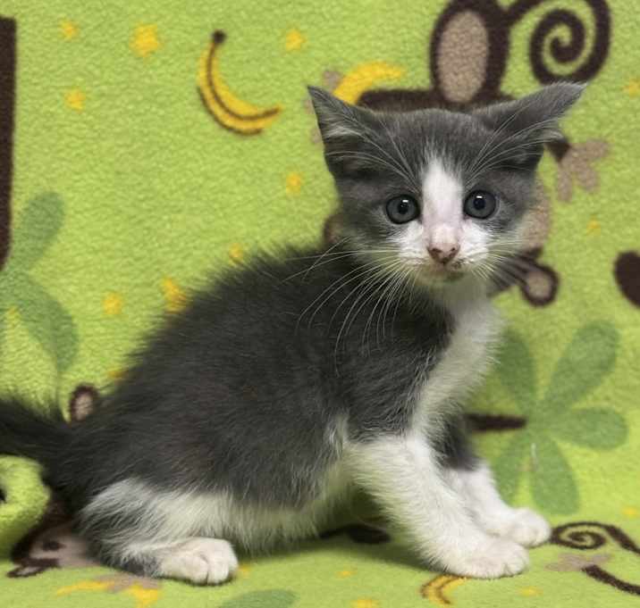 Photo of Dobby