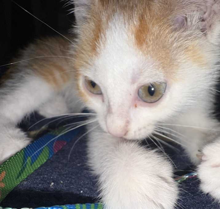 Photo of Biscuits