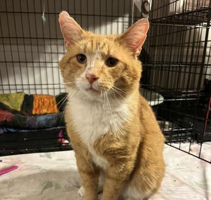 Photo of Cheeto