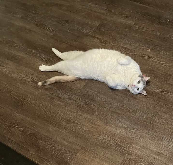 Photo of MooMoo