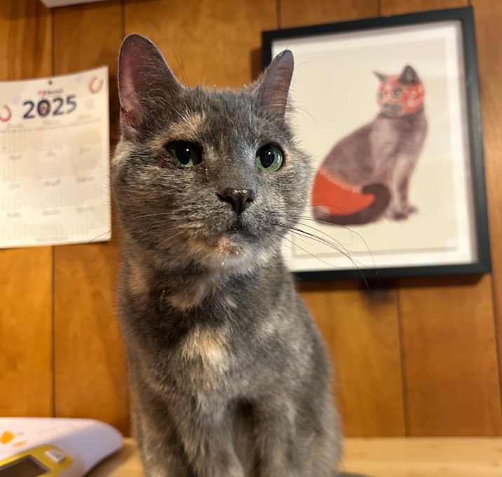 Photo of Lady 