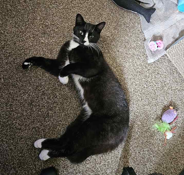 Photo of Basil