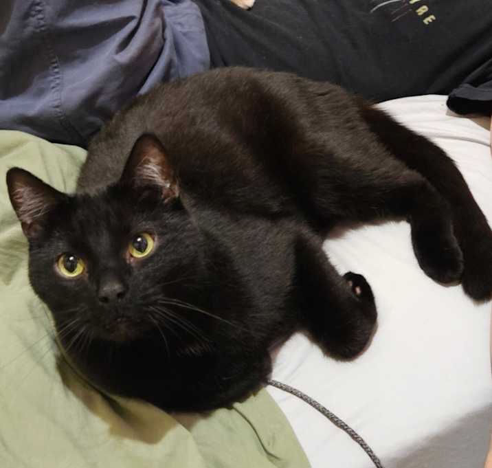 Photo of Lincoln