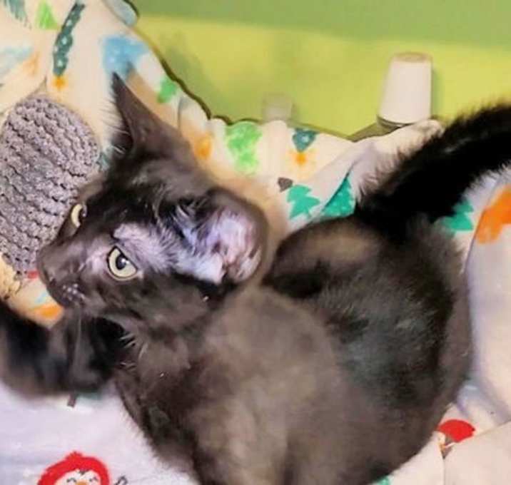 Photo of Sprout