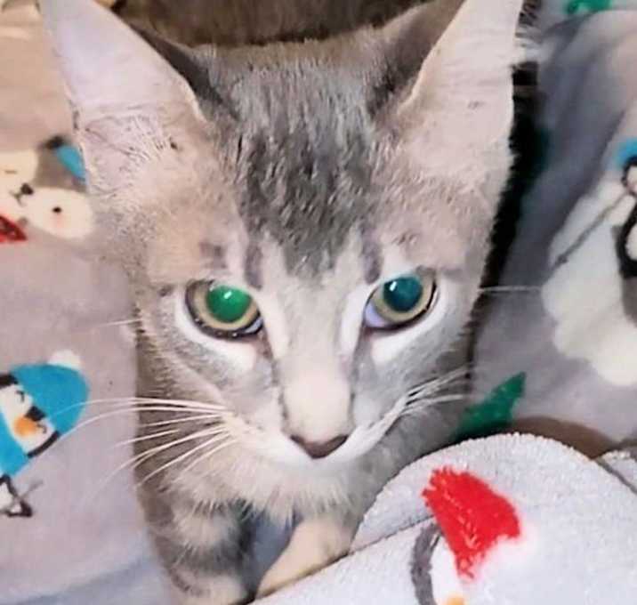 Photo of Artemis