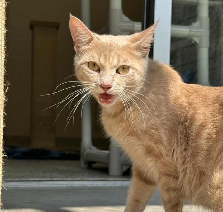 Photo of Peaches
