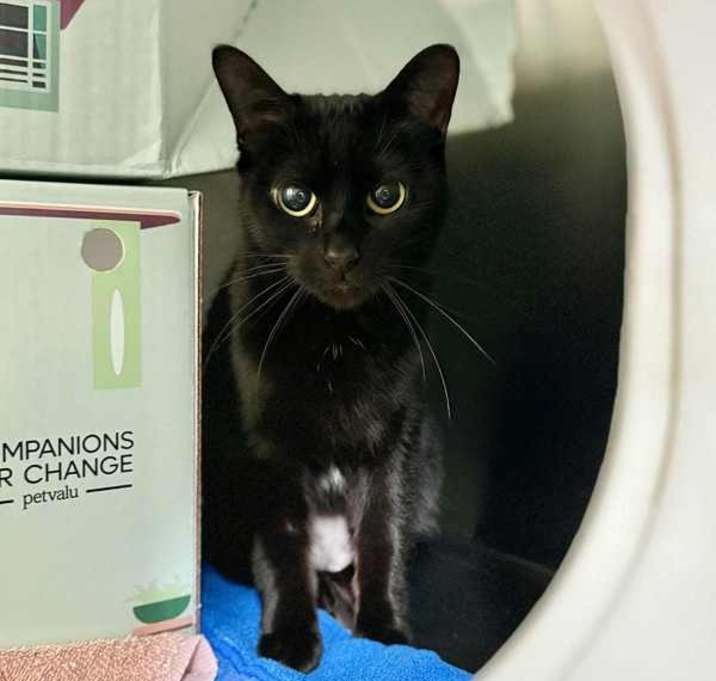 Photo of Salem(petsmart)