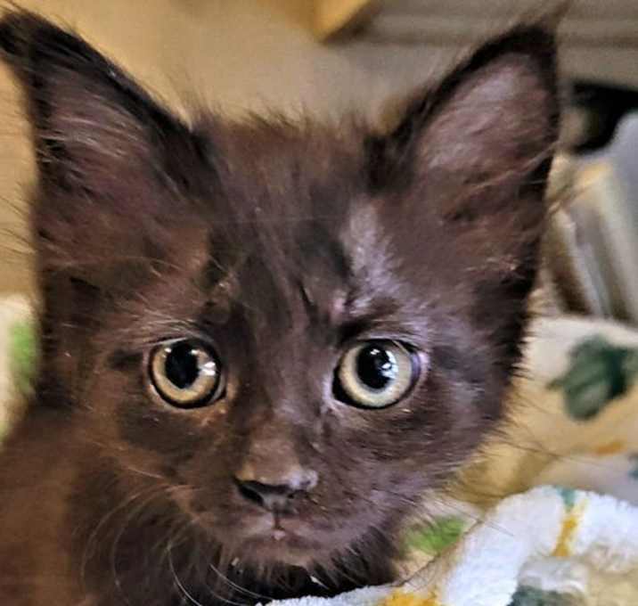 Photo of Pixie