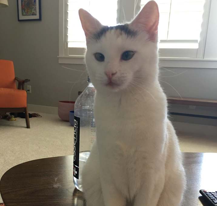 Photo of Phoebe