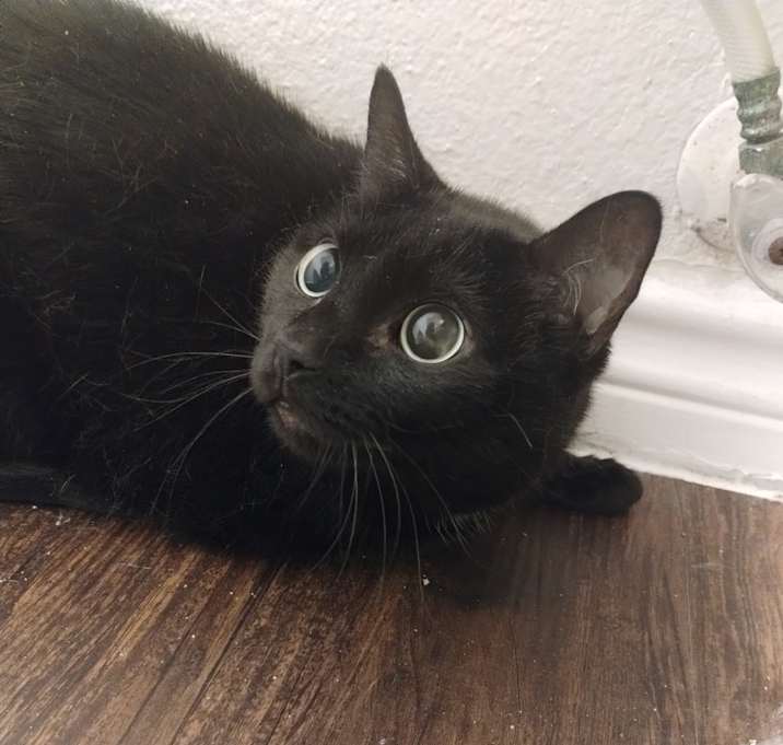 Photo of Luna