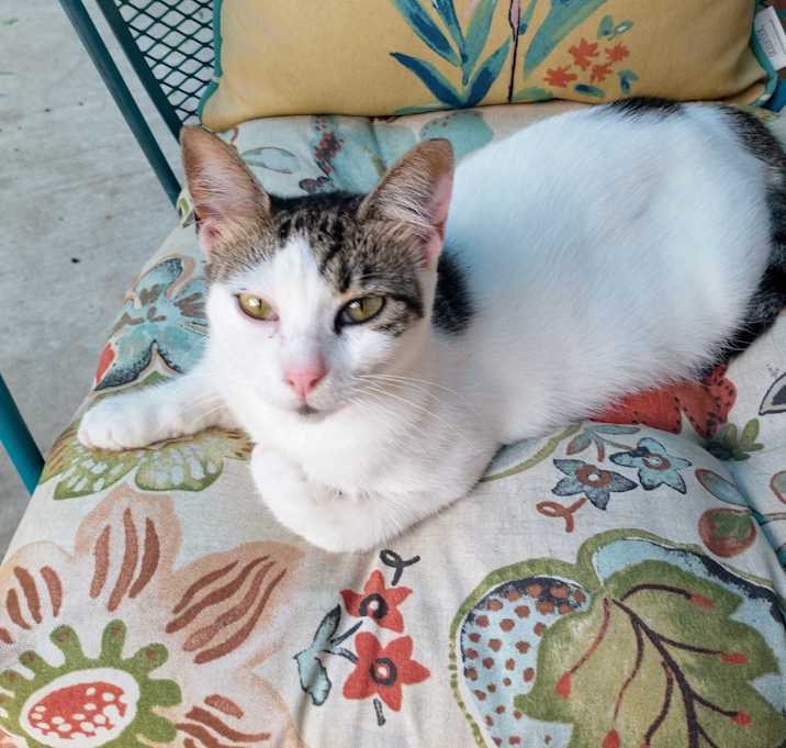 Photo of Crema
