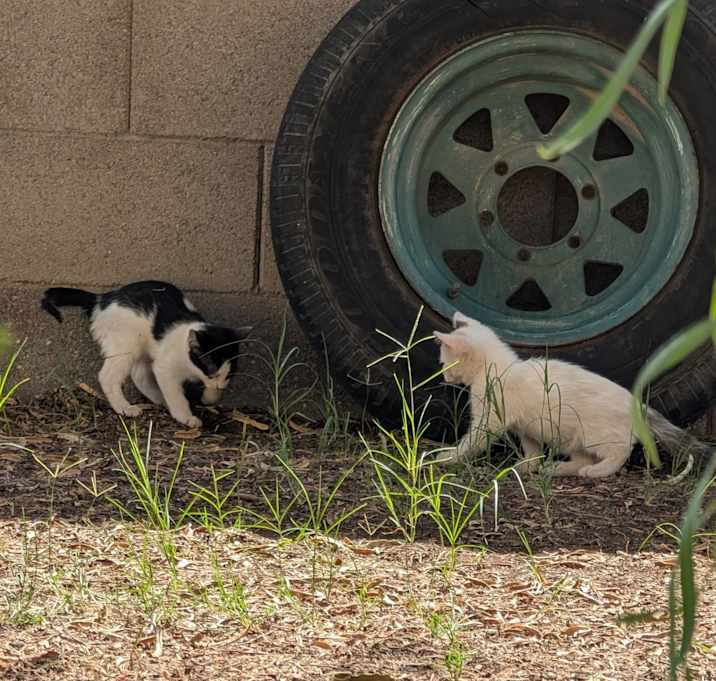 Photo of Petunia