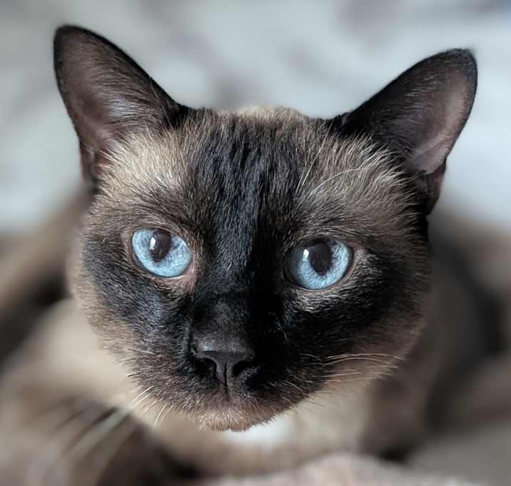 Photo of Willow