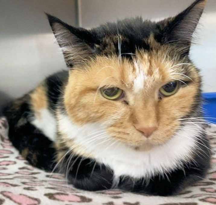 Photo of Jasmine