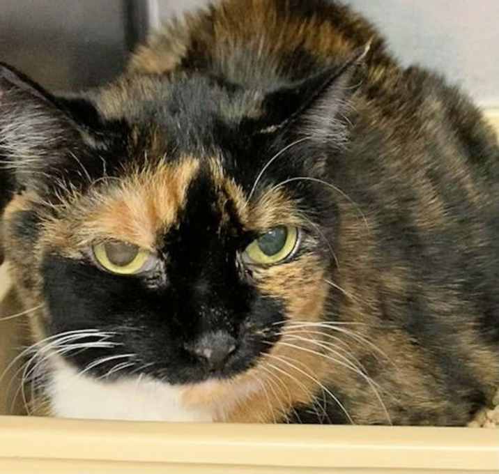 Photo of Mocha