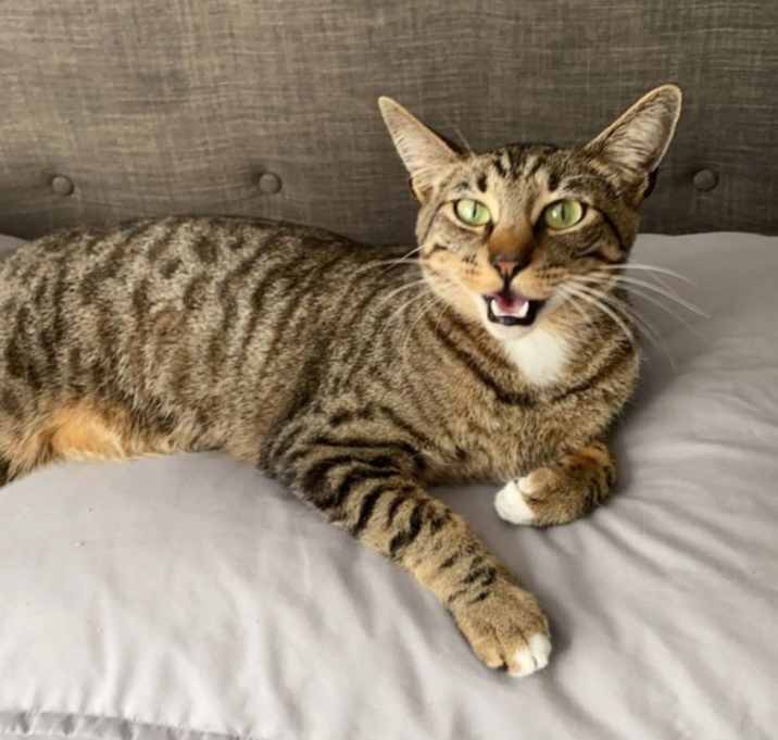 Photo of Bentley