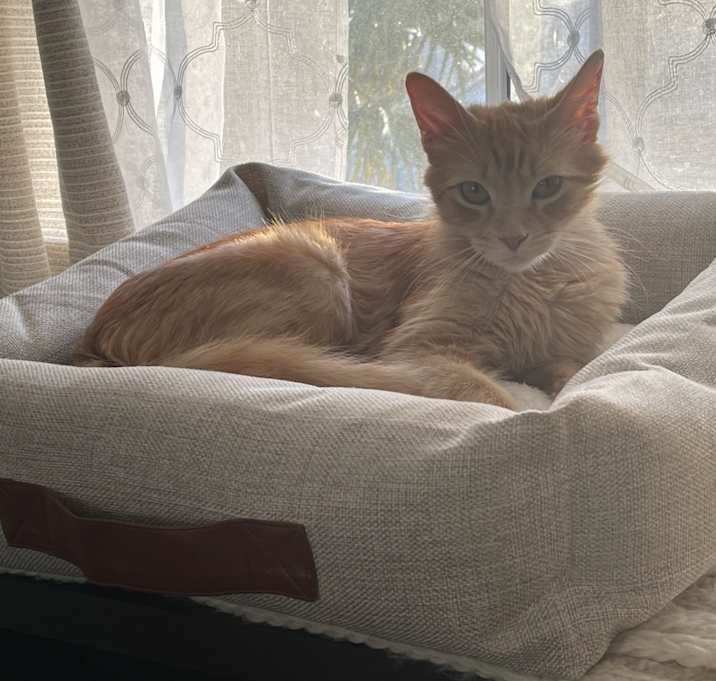 Photo of Pumpkin