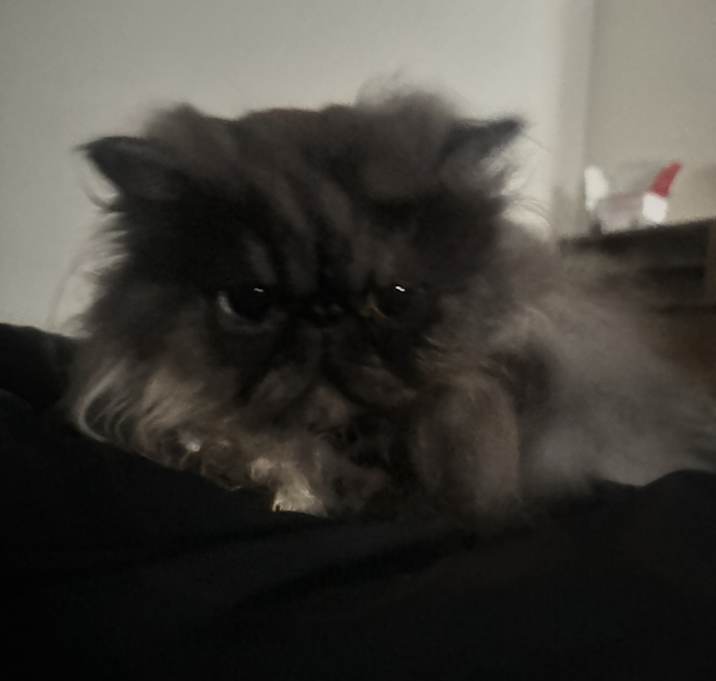Photo of Chou Chou