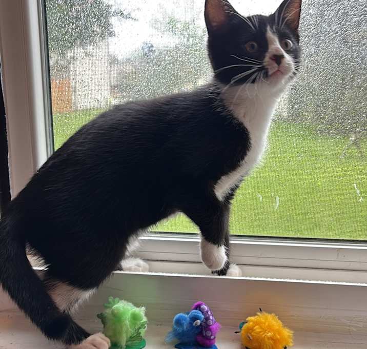 Photo of Bluey