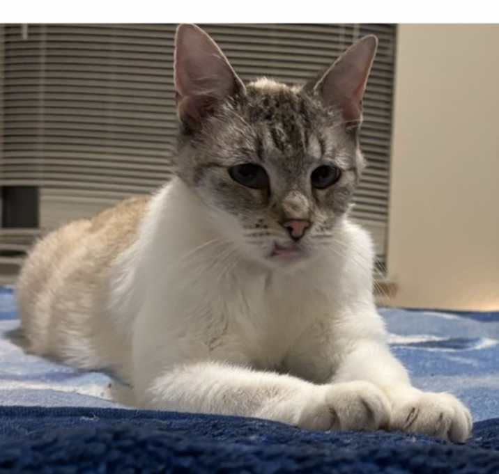 Photo of Luna - Courtesy Post