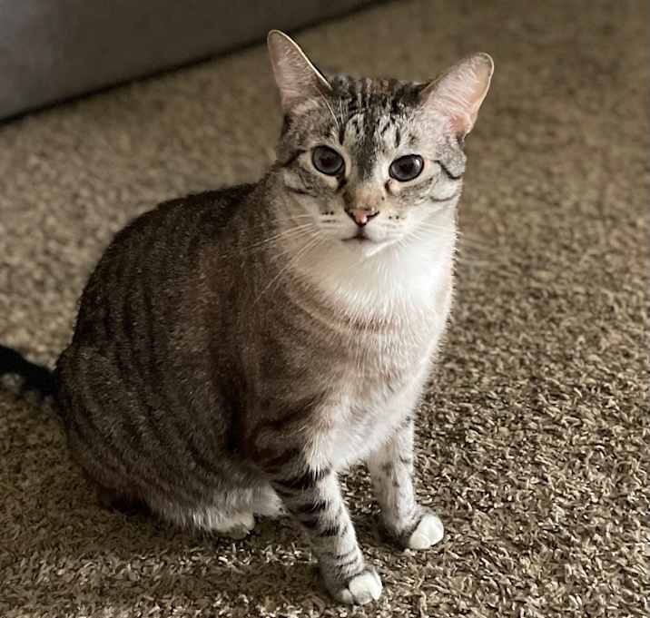 Photo of Smokie