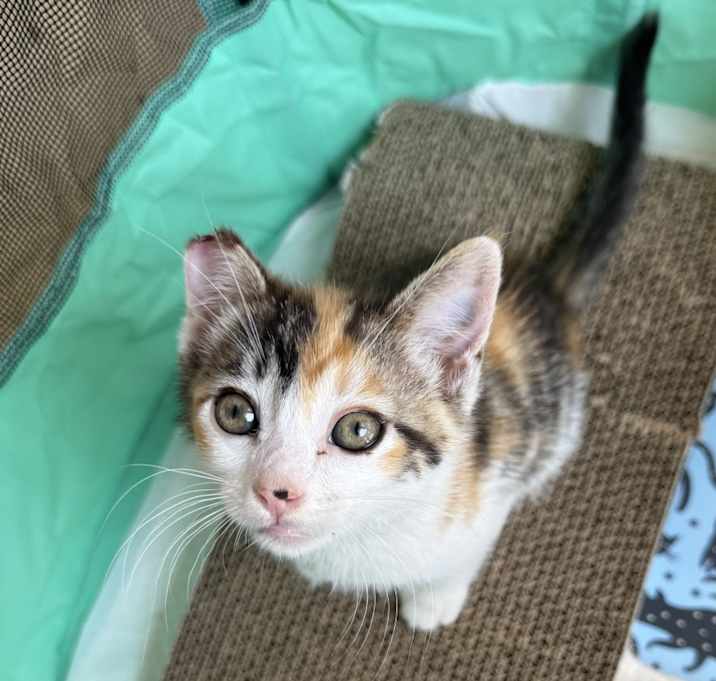 Photo of Pepper