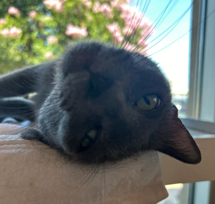 Photo of Onxy