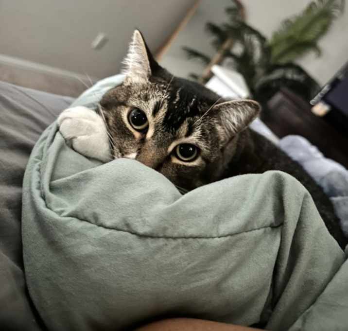 Photo of Hissy