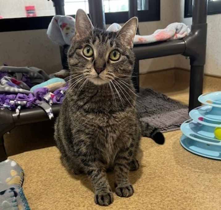 Photo of Catness