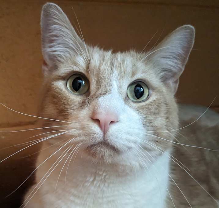 Photo of Podo 