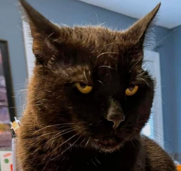 Photo of Binx