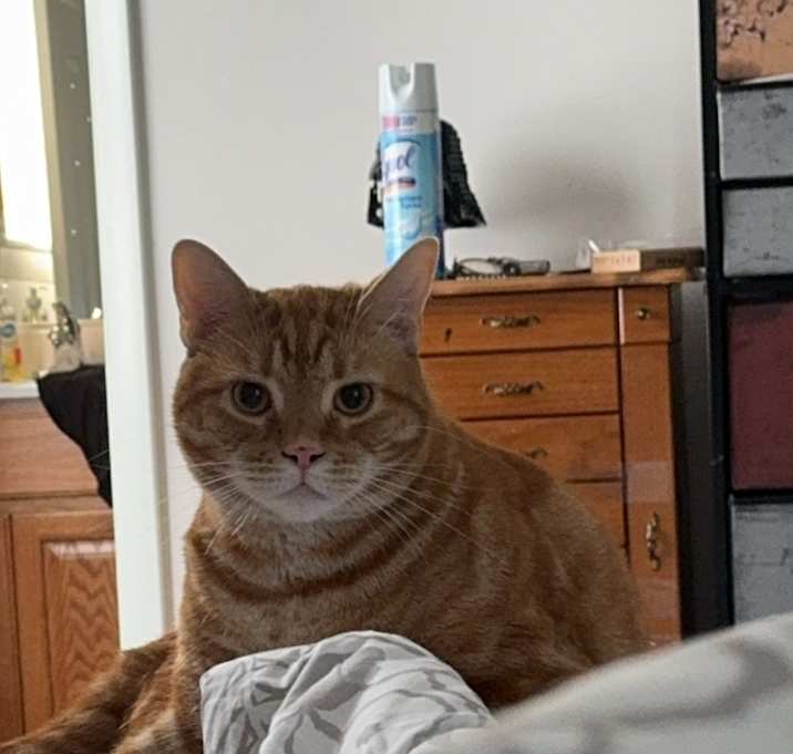 Photo of Noodles