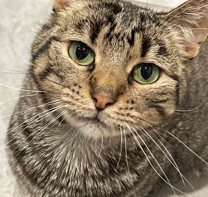 Photo of Olive