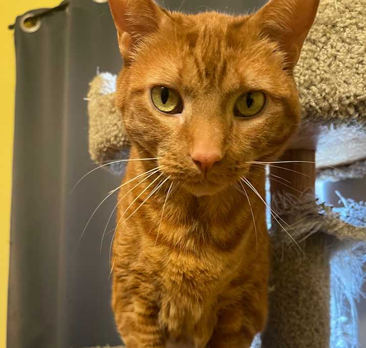 Photo of Marmalade (Marmie)