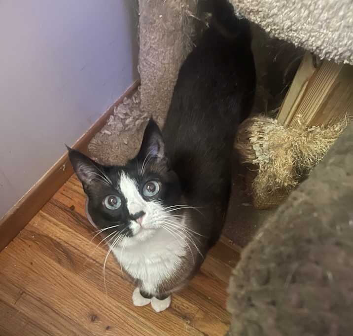 Photo of Pearl