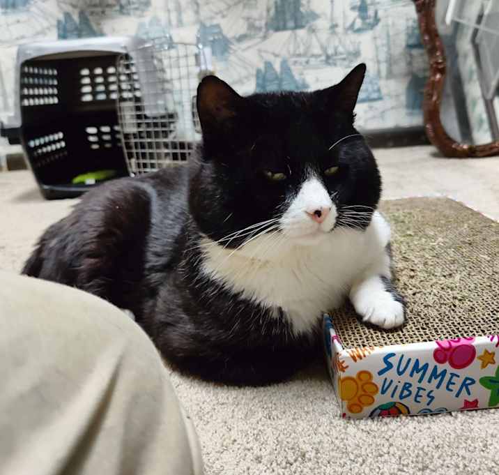 Photo of Tux