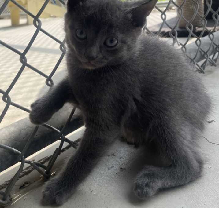 Photo of Kiwi
